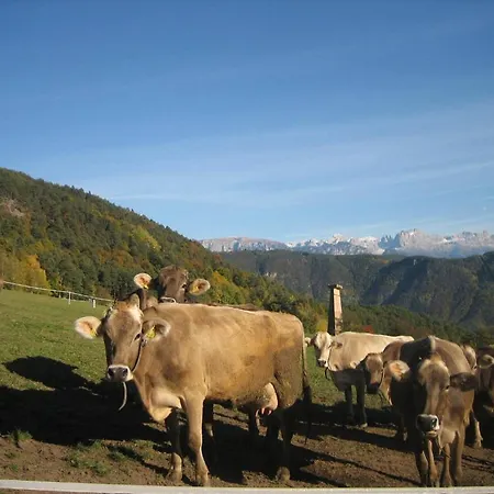 Haflingerhof *